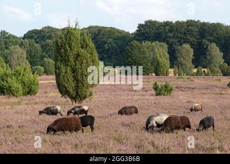 Mouton Heath allemand, bruyère de floraison près de Wilsede, Luneburg Heath, Basse-Saxe, Allemagne Banque D'Images