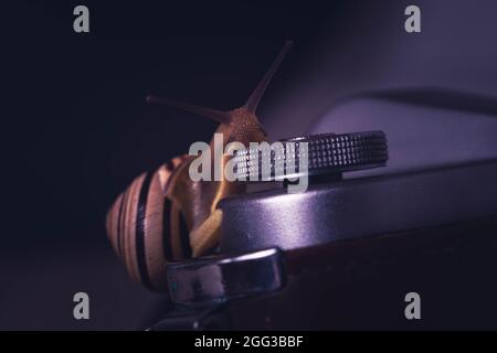 Escargot et appareil photo, photographie macro. Gros plan sur les escargots de jardin. Photographie artistique d'escargots, faible profondeur de champ, faible profondeur de champ. Banque D'Images