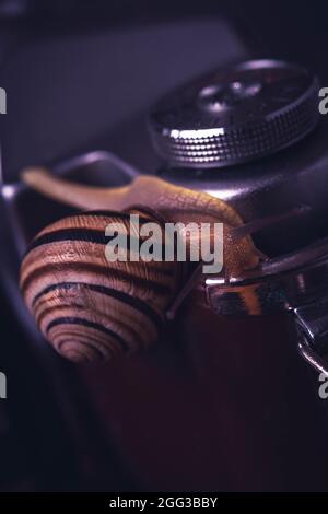 Escargot et appareil photo, photographie macro. Gros plan sur les escargots de jardin. Photographie artistique d'escargots, faible profondeur de champ, faible profondeur de champ. Banque D'Images