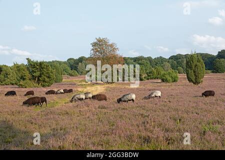 Mouton Heath allemand, bruyère de floraison près de Wilsede, Luneburg Heath, Basse-Saxe, Allemagne Banque D'Images