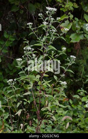 Lateflowering Thoroughwort, Eupatorium serotinum Banque D'Images