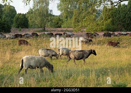 Mouton Heath allemand près de Wilsede, Luneburg Heath, Basse-Saxe, Allemagne Banque D'Images