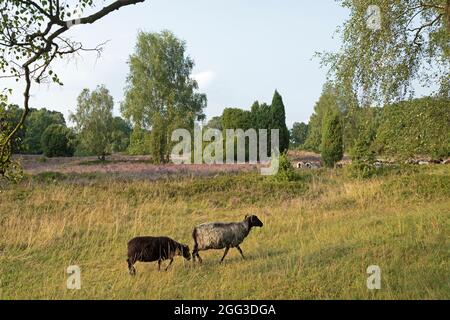 Mouton Heath allemand près de Wilsede, Luneburg Heath, Basse-Saxe, Allemagne Banque D'Images