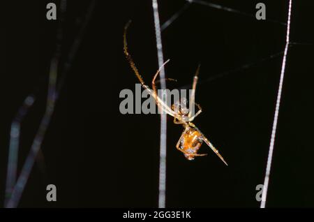 Pousykely Spider, Argyrodes sp., homme, dans le site web de cleptoparasite une argiope noir et jaune, l'Argiope aurantia Banque D'Images