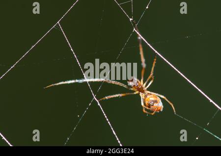 Pousykely Spider, Argyrodes sp., homme, dans le site web de cleptoparasite une argiope noir et jaune, l'Argiope aurantia Banque D'Images