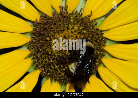 Abeille Bumble américaine, Bombus pensylvanicus, fourrager sur le tournesol commun, Helianthus annuus Banque D'Images