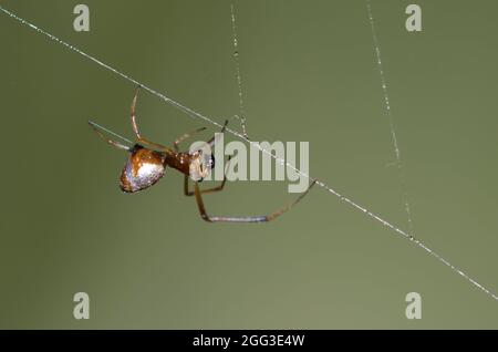 Pousykely Spider, Argyrodes sp., homme, dans le site web de cleptoparasite une argiope noir et jaune, l'Argiope aurantia Banque D'Images