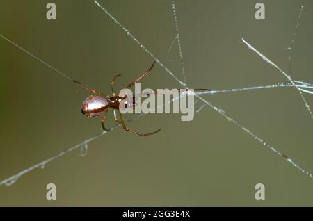 Pousykely Spider, Argyrodes sp., homme, dans le site web de cleptoparasite une argiope noir et jaune, l'Argiope aurantia Banque D'Images