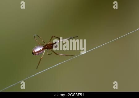 Pousykely Spider, Argyrodes sp., homme, dans le site web de cleptoparasite une argiope noir et jaune, l'Argiope aurantia Banque D'Images