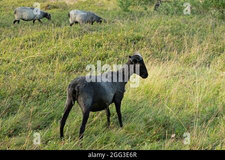 Mouton Heath allemand près de Wilsede, Luneburg Heath, Basse-Saxe, Allemagne Banque D'Images