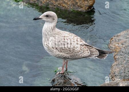 Le jeune Goéland à harengs européen, Larus argentatus, assis sur une roche avec un océan qui se lave les pieds. Oiseau de rivage dans son habitat naturel. Faune de la Baltique. Banque D'Images