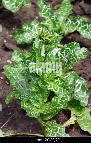 Chardon Marie, chardon Marie, máriatövis, Silybum marianum, Hongrie, Magyarország, Europe Banque D'Images