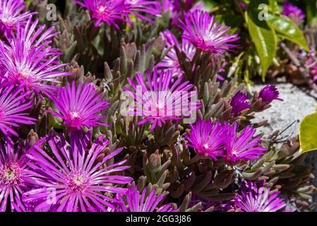 Mesembriantemo est une plante succulente, appréciée pour sa floraison splendide et riche, il est facile de grandir à la fois dans des pots et dans nos jardins, dans les rochers et les côtes Banque D'Images