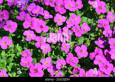 Aubretia, Blaukisse, Aubrieta x cultorum, pázsitalto, Hongrie, Magyarország, Europe Banque D'Images