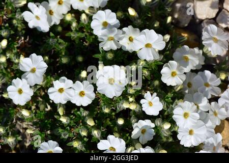 Aubretia, Blaukisse, Aubrieta x cultorum, pázsitalto, Hongrie, Magyarország, Europe Banque D'Images