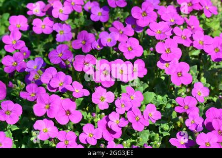 Aubretia, Blaukisse, Aubrieta x cultorum, pázsitalto, Hongrie, Magyarország, Europe Banque D'Images