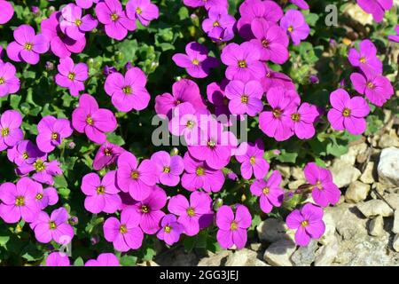 Aubretia, Blaukisse, Aubrieta x cultorum, pázsitalto, Hongrie, Magyarország, Europe Banque D'Images