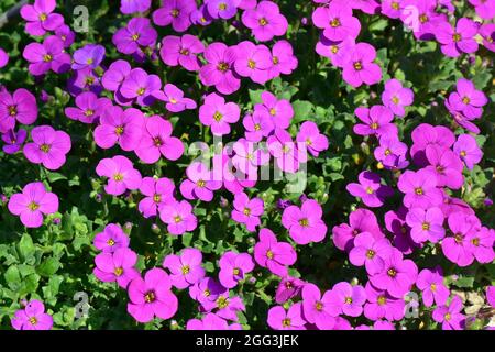 Aubretia, Blaukisse, Aubrieta x cultorum, pázsitalto, Hongrie, Magyarország, Europe Banque D'Images