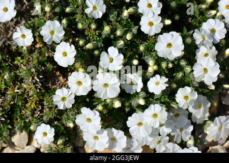 Aubretia, Blaukisse, Aubrieta x cultorum, pázsitalto, Hongrie, Magyarország, Europe Banque D'Images