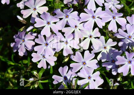 Aubretia, Blaukisse, Aubrieta x cultorum, pázsitalto, Hongrie, Magyarország, Europe Banque D'Images