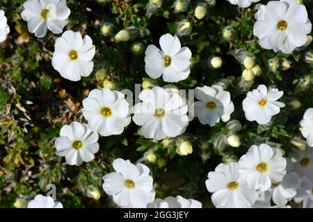 Aubretia, Blaukisse, Aubrieta x cultorum, pázsitalto, Hongrie, Magyarország, Europe Banque D'Images