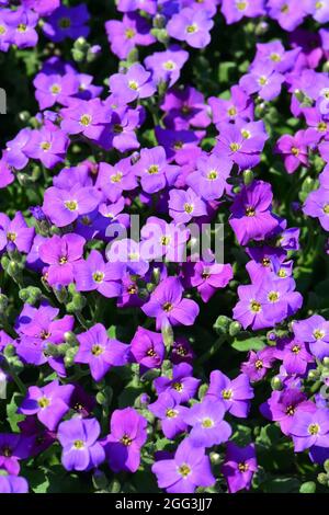 Aubretia, Blaukisse, Aubrieta x cultorum, pázsitalto, Hongrie, Magyarország, Europe Banque D'Images