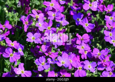 Aubretia, Blaukisse, Aubrieta x cultorum, pázsitalto, Hongrie, Magyarország, Europe Banque D'Images