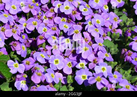 Aubretia, Blaukisse, Aubrieta x cultorum, pázsitalto, Hongrie, Magyarország, Europe Banque D'Images