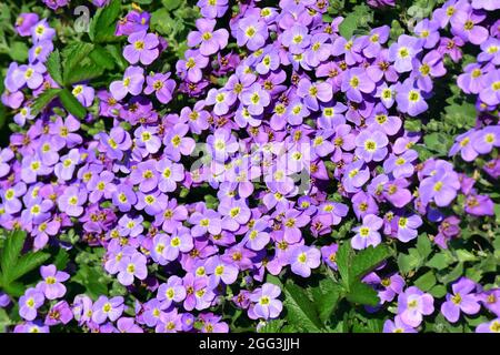 Aubretia, Blaukisse, Aubrieta x cultorum, pázsitalto, Hongrie, Magyarország, Europe Banque D'Images