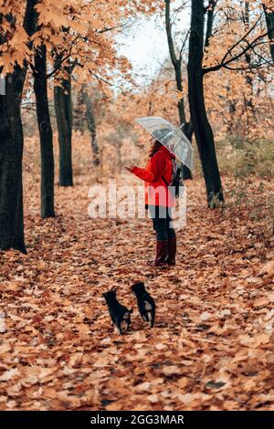 Femme en vêtements chauds marche le long de l'allée du jardin. Un magnifique paysage d'automne avec des arbres jaunes se reflète dans une flaque d'eau claire. Coloré Banque D'Images