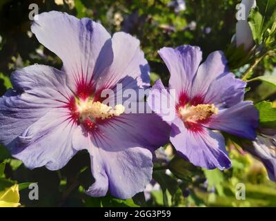 Lilas Hibiscus, Alyogyne huegelii, dans un jardin en Bavière, en Allemagne Banque D'Images