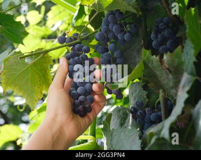 Une femme cueillant des raisins d'une vigne. Gros plan. Banque D'Images
