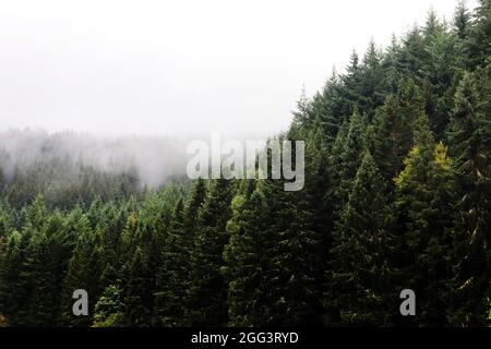 Brume sur les arbres en Écosse Banque D'Images