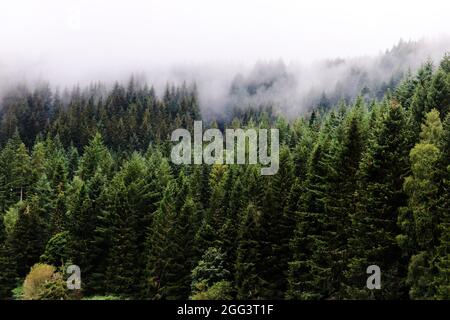 Brume sur les arbres en Écosse Banque D'Images