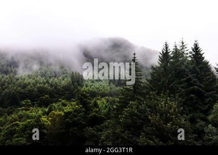 Brume sur les arbres en Écosse Banque D'Images