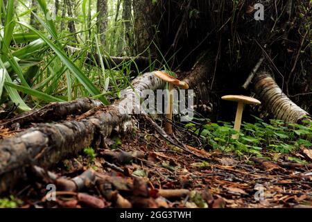 Dans la forêt de champignons Banque D'Images