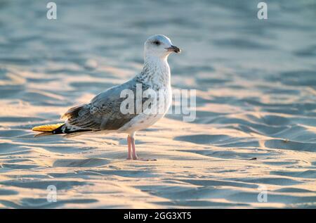 Le jeune Goéland à harengs européen, Larus argentatus, avec un plumage sans reproduction, assis sur une plage de sable à la lumière de l'heure d'or. Oiseau de rivage dans sa nature Banque D'Images
