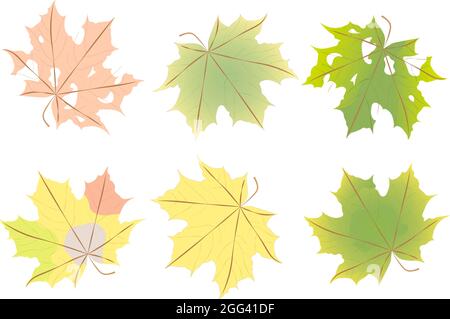 Ensemble de feuilles aux couleurs automnales Banque D'Images
