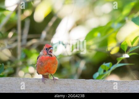 Un cardinal du Nord perçant sur une clôture en rail fendu. Un cardinal du Nord qui appelle tôt le matin Banque D'Images
