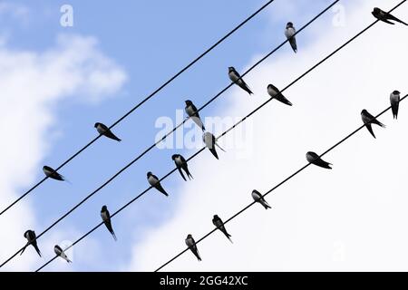 Les hirondelles de grange sont sur des fils électriques, photo de silhouette sur fond ciel nuageux Banque D'Images