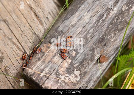 Groupe de bogues rouges sur les anciennes cartes. La punaise Pyrrhocoris apterus est un insecte commun de la famille des Pyrrhocoridae Banque D'Images