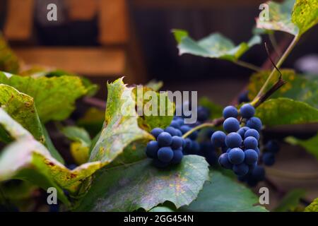 Dépoint le raisin mûr suspendu sur le toit brun à l'extérieur. Un bouquet de raisins bleus mûrs en gros plan. Feuilles vertes jaunes sèches. Récolte de raisins dans le vignoble. NAT Banque D'Images