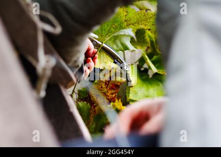 Defocus femme coupant bouquet de raisin par des ciseaux. Raisins de vin rouge sur la vigne dans le vignoble, gros plan. Viticulteur récolte des raisins. Les mains de femmes coupantes les raisins Banque D'Images