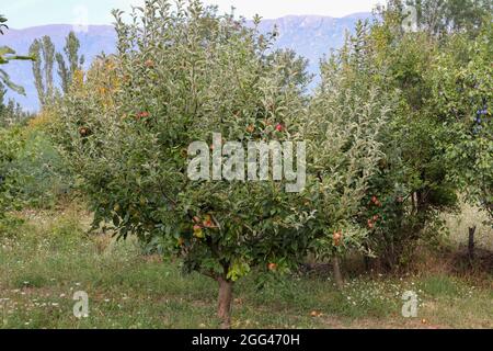 Un pommier plein de pommes mûres dans le verger, un jour d'automne ensoleillé. Arrière-plan naturel avec espace de copie Banque D'Images