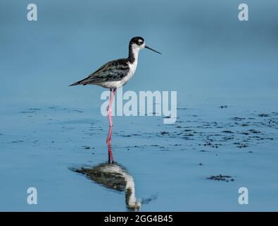 Stilt à col noir (Himantopus mexicanus) à la réserve naturelle nationale de la baie de San Francisco Don Edwards Banque D'Images