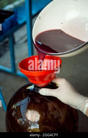 Récolte du vin. Le jus de raisin obtenu lors du pressage est versé dans un récipient de fermentation. L'automne est le temps de la récolte du raisin et du wi Banque D'Images