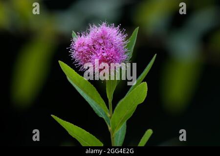 Spiraea douglasii petite fleur rose d'une spirée de Douglas Banque D'Images