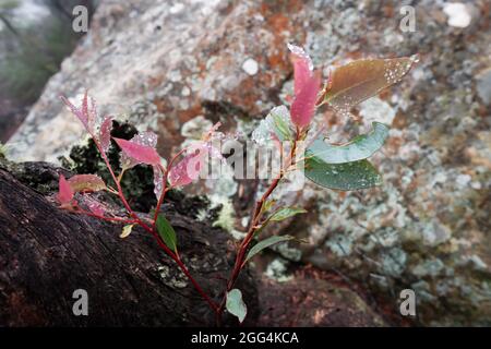 Gouttes de pluie sur les feuilles d'un arbre de gomme, Sydney Banque D'Images