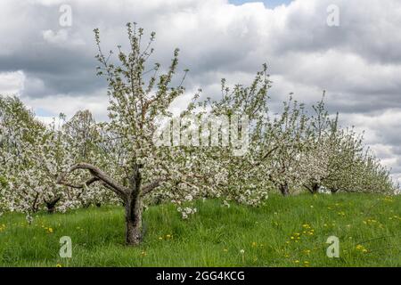 Un verger de pomme du Massachusetts au printemps Banque D'Images