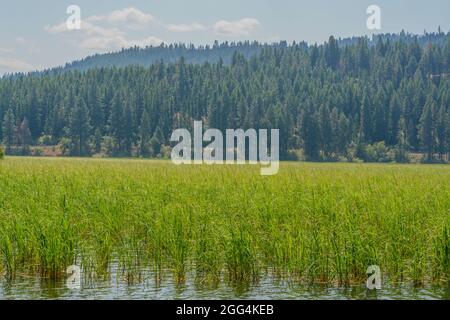 Beau lac Round près de Plummer dans le parc national Heyburn, comté de Benewah, Idaho Banque D'Images